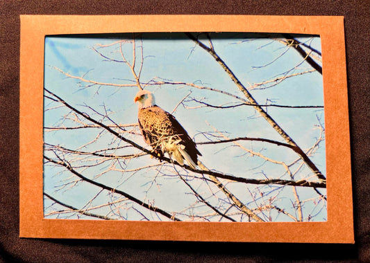 Photo Card - Bald Eagle