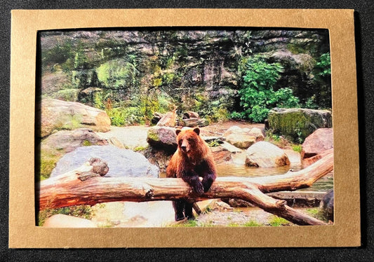 Photo Card - Bear