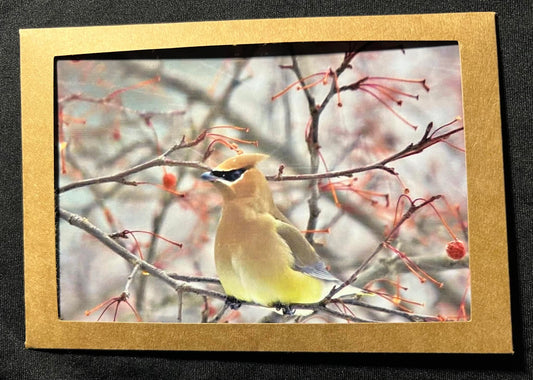 Photo Card - Cedar Waxwing 1