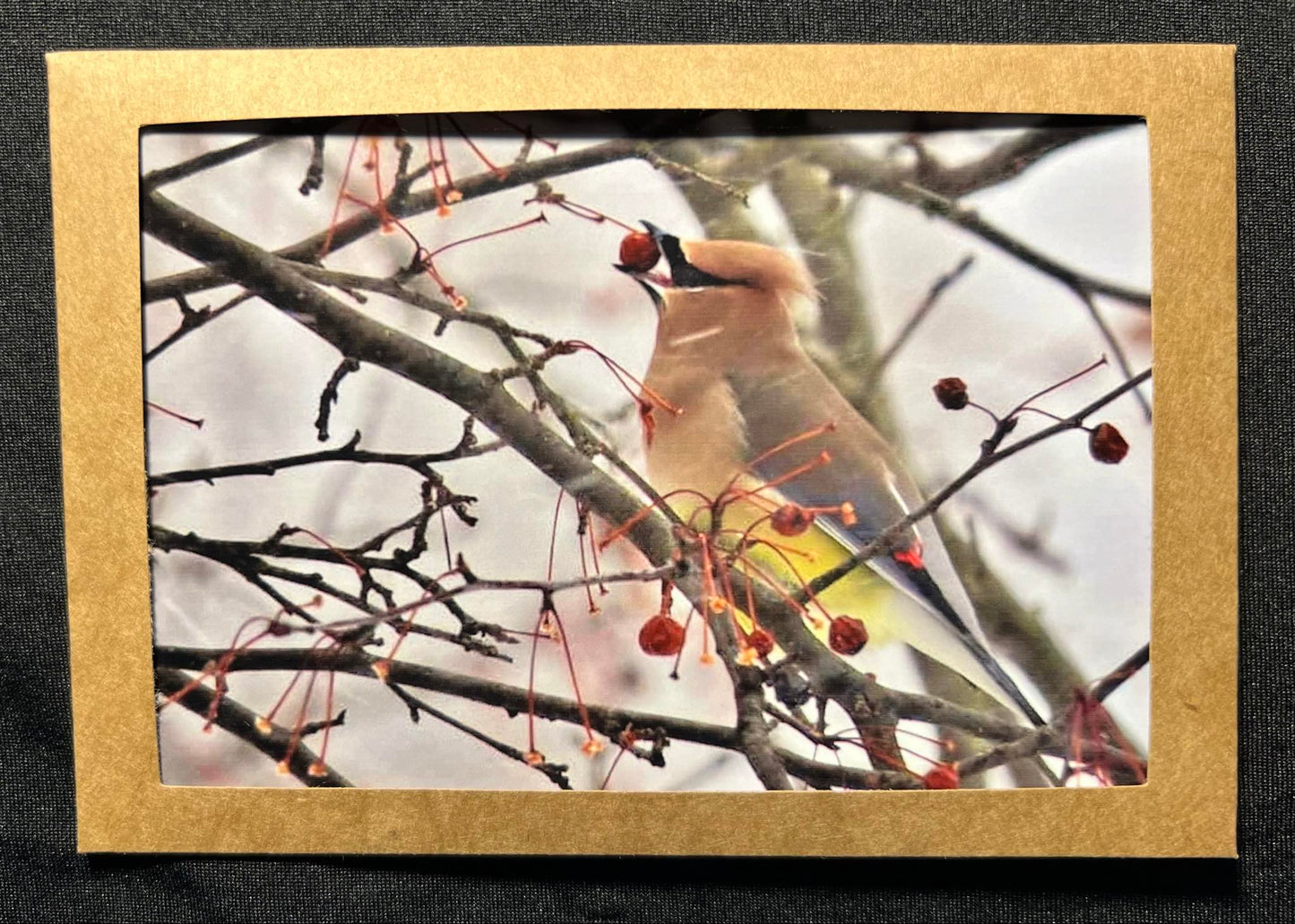 Photo Card - Cedar Waxwing 2