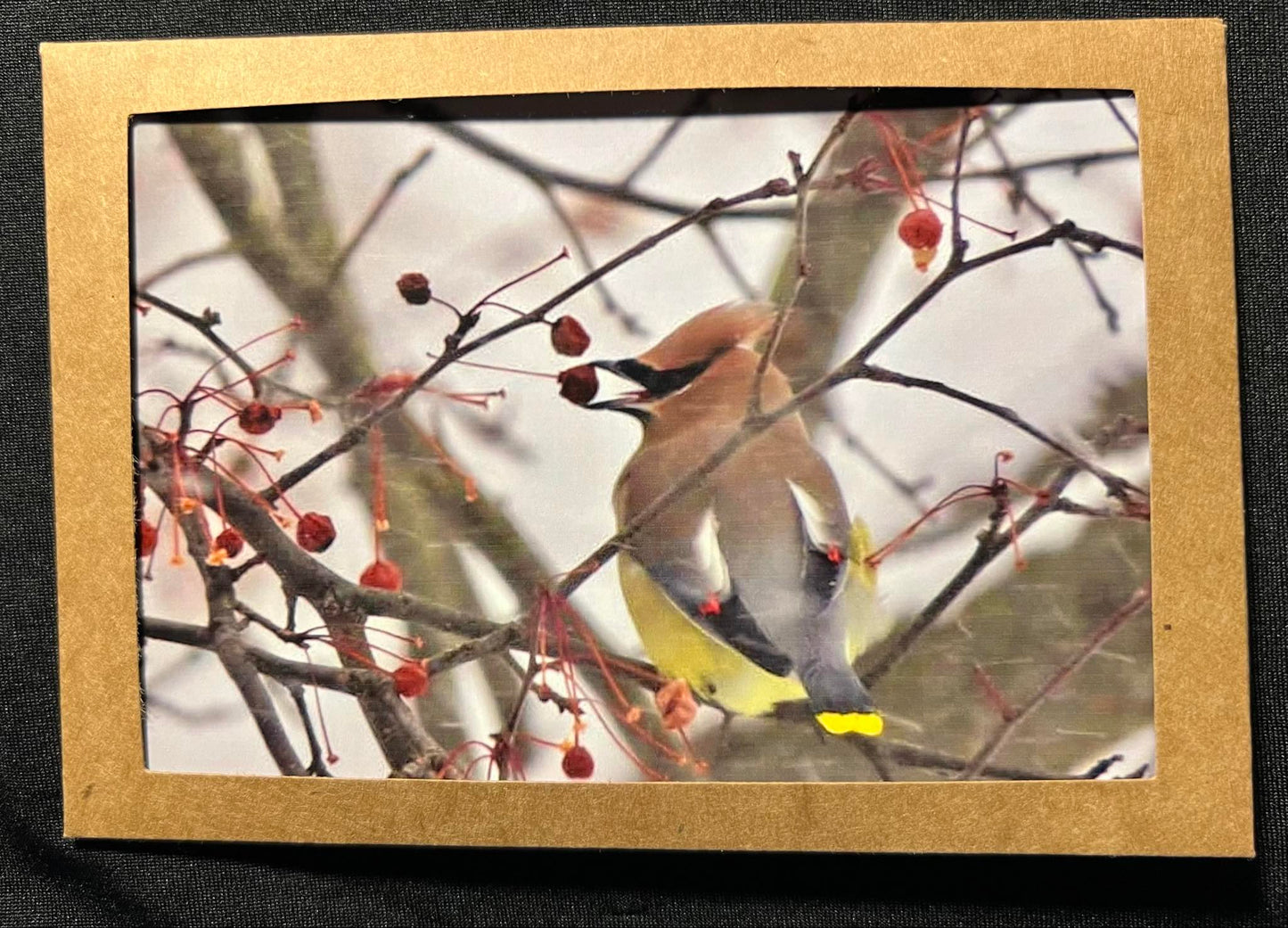 Photo Card - Cedar Waxwing 3