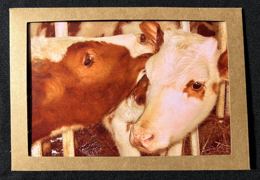 Photo Card - Cows