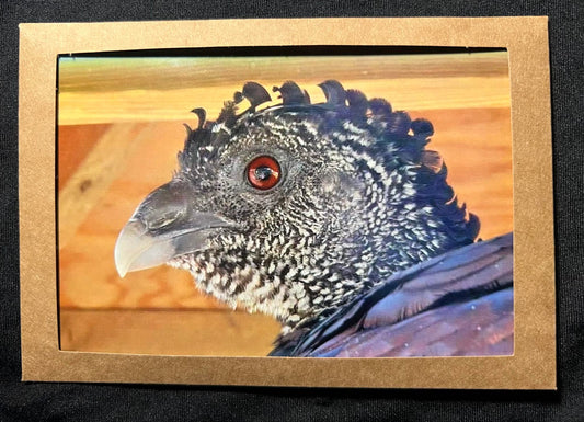 Photo Card - Crassid Bird