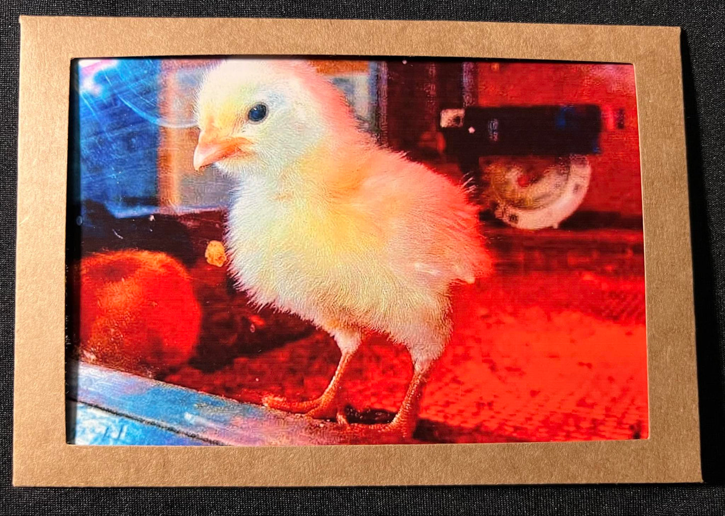 Photo Card - Duckling