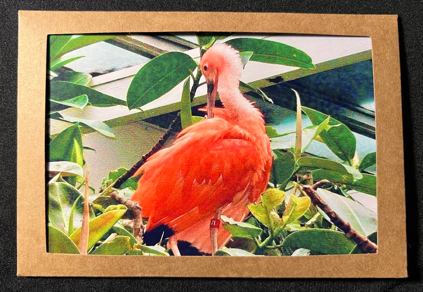 Photo Card - Flamingo