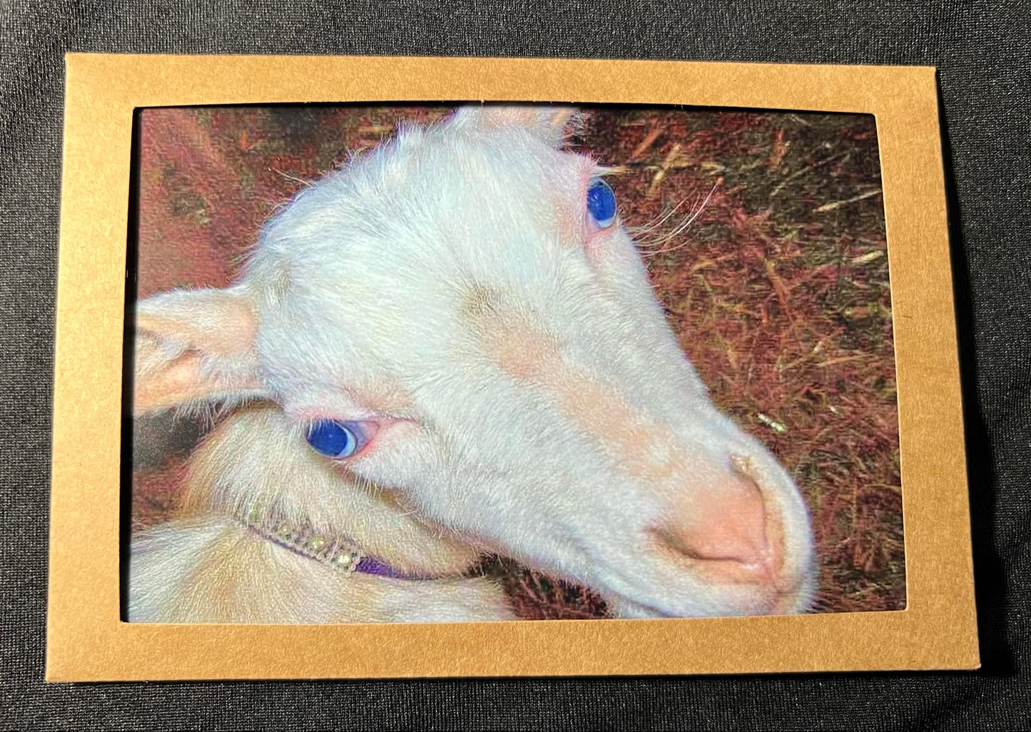 Photo Card - Goat