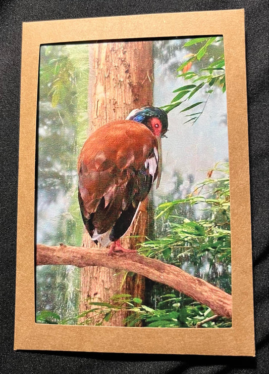 Photo Card - Ibis