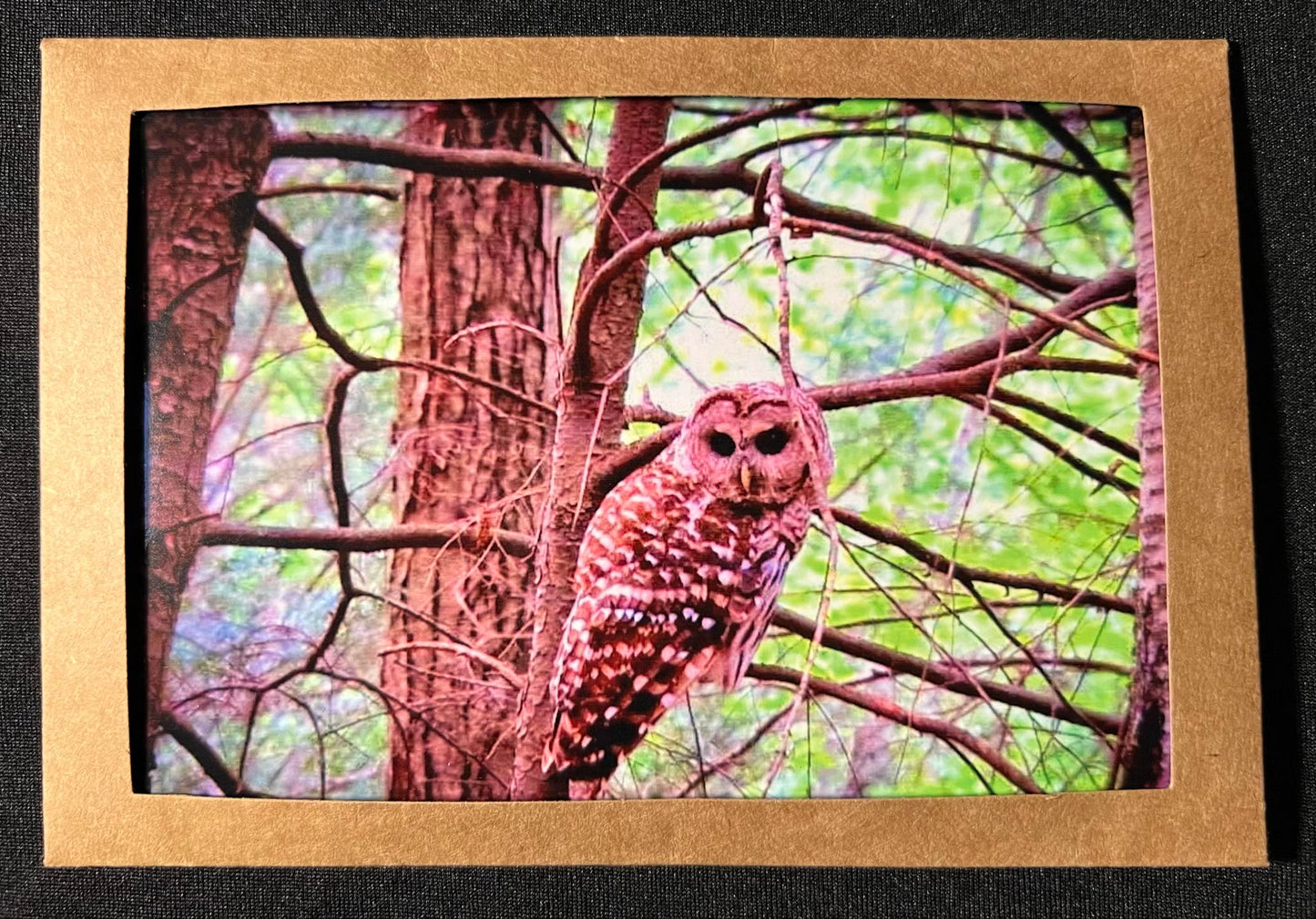 Photo Card - Owl 1