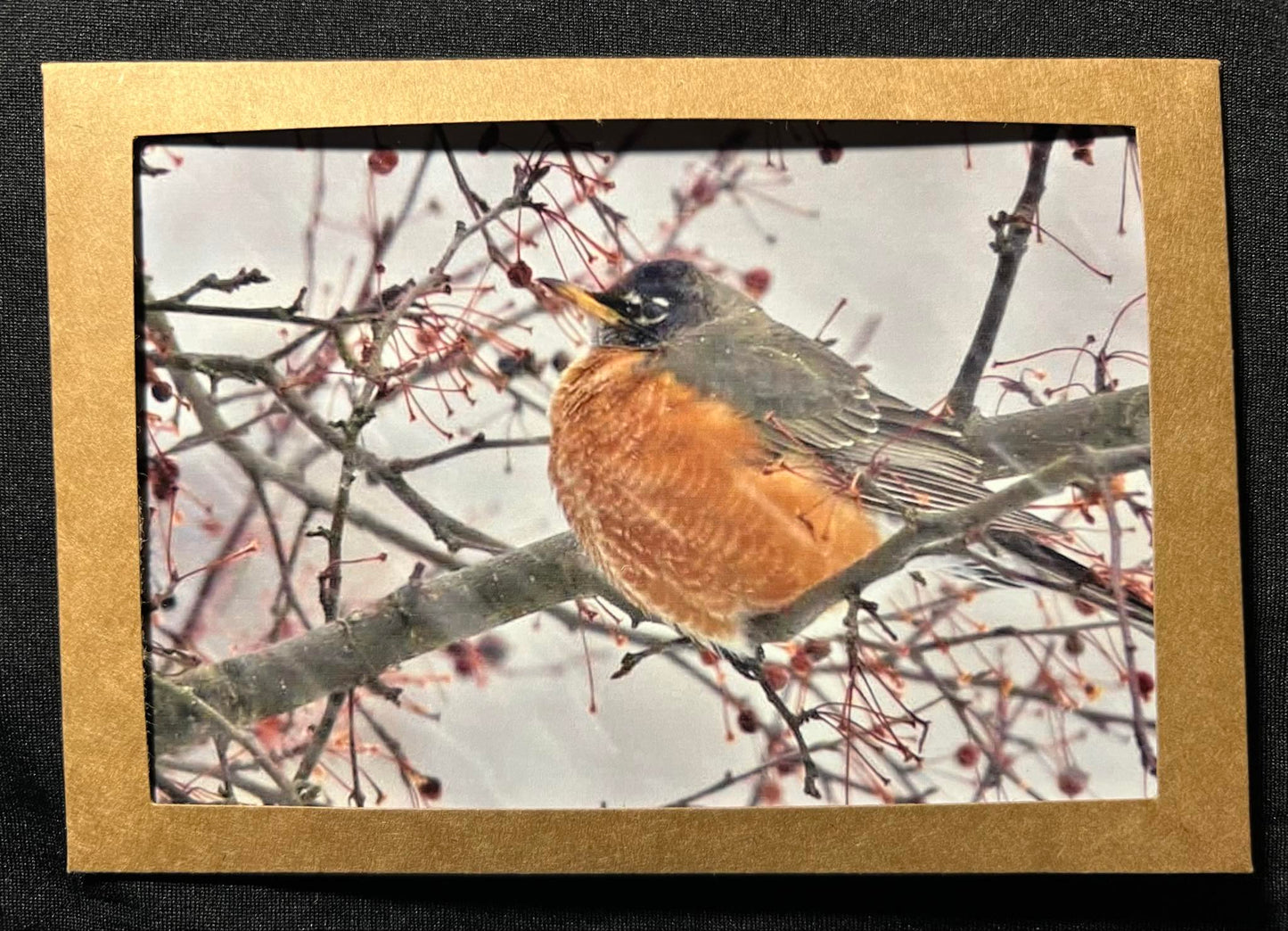 Photo Card - Robin 1