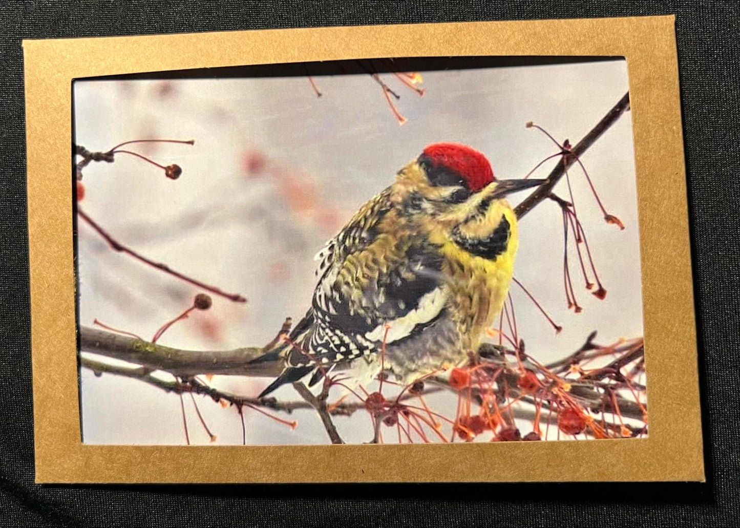 Photo Card - Sapsucker