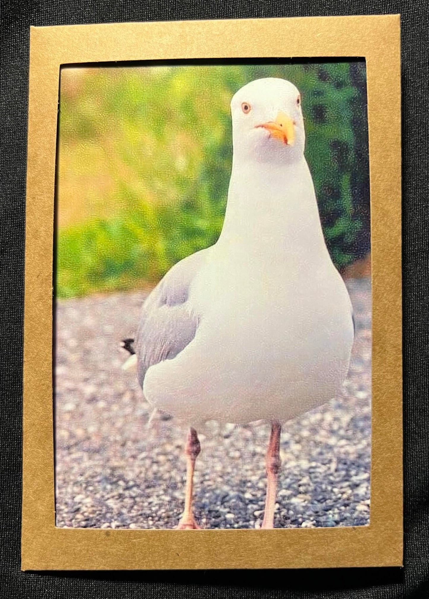 Photo Card - Seagull 1