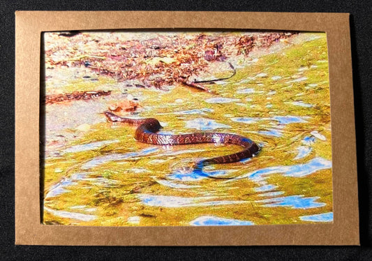 Photo Card - Snake