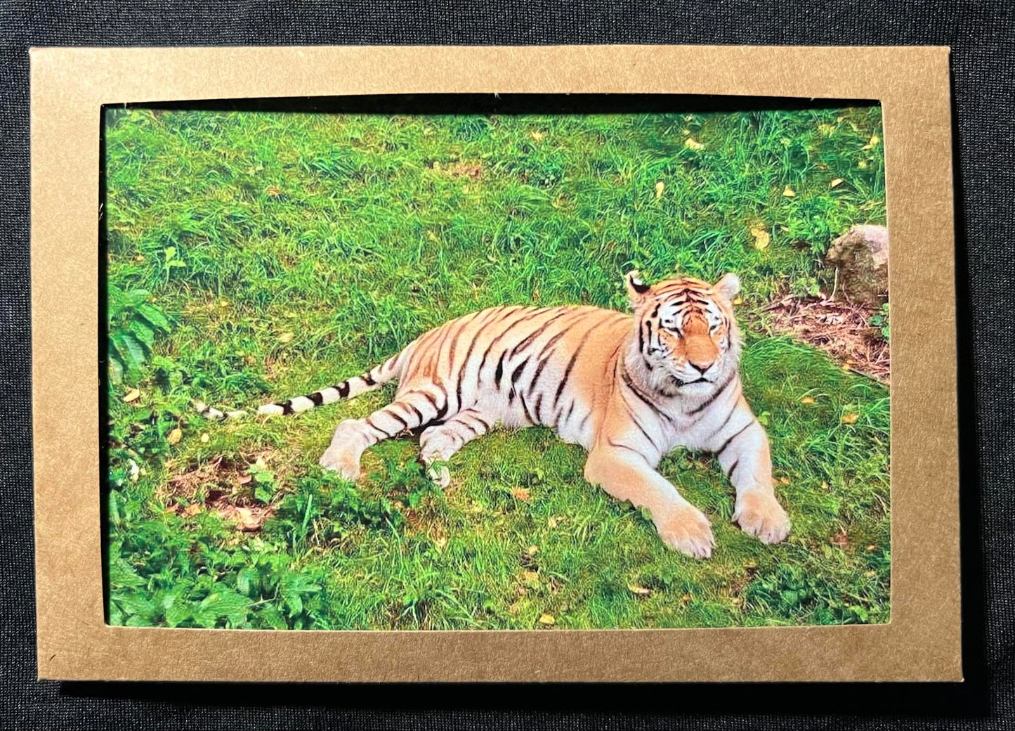 Photo Card - Tiger